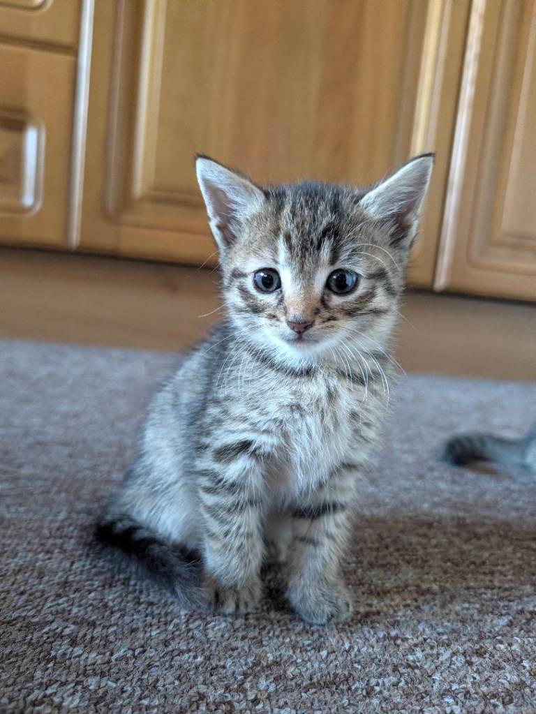 Tabby kittens