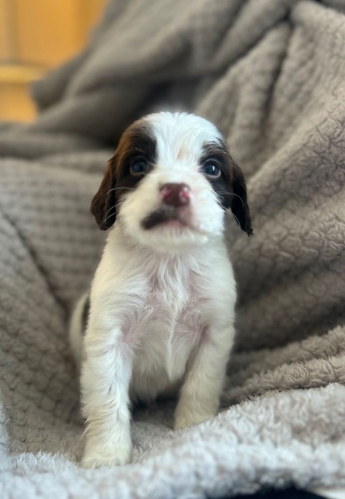 Beautiful show cocker spaniel 