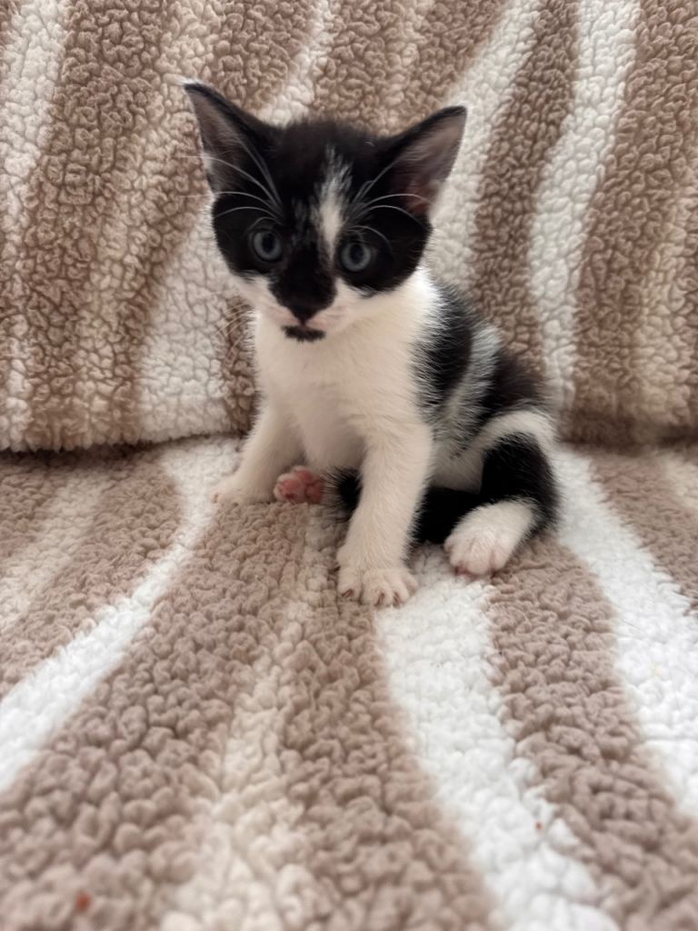 Beautiful male kitten