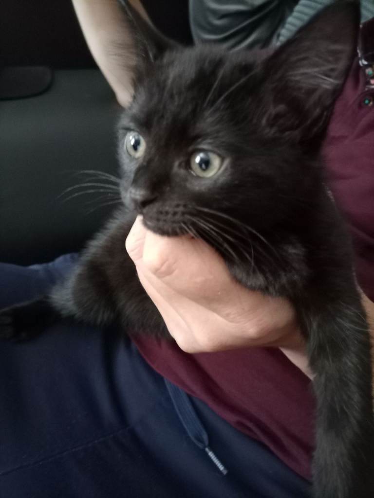 8 week old  one fluffy girl one boy 
