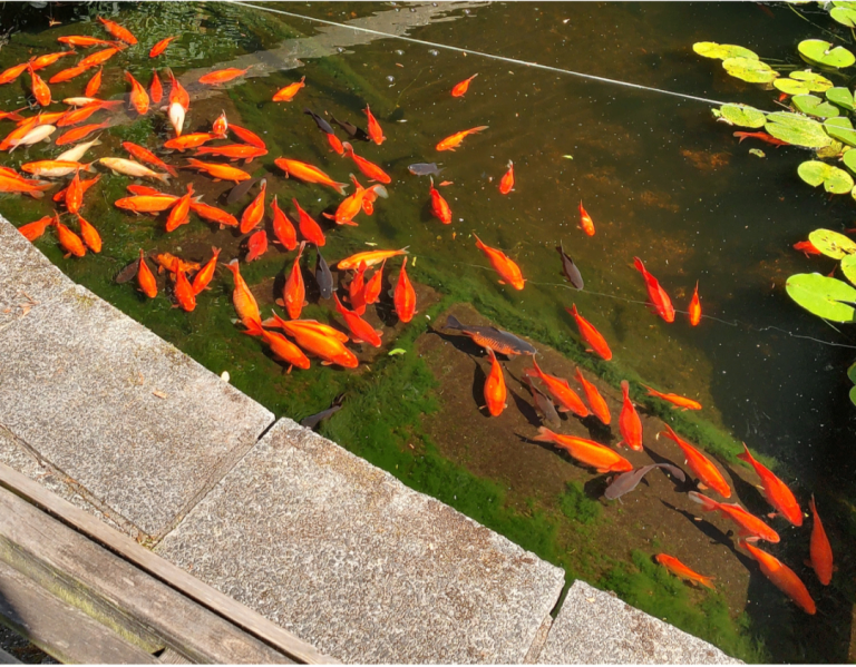 Pond goldfish.