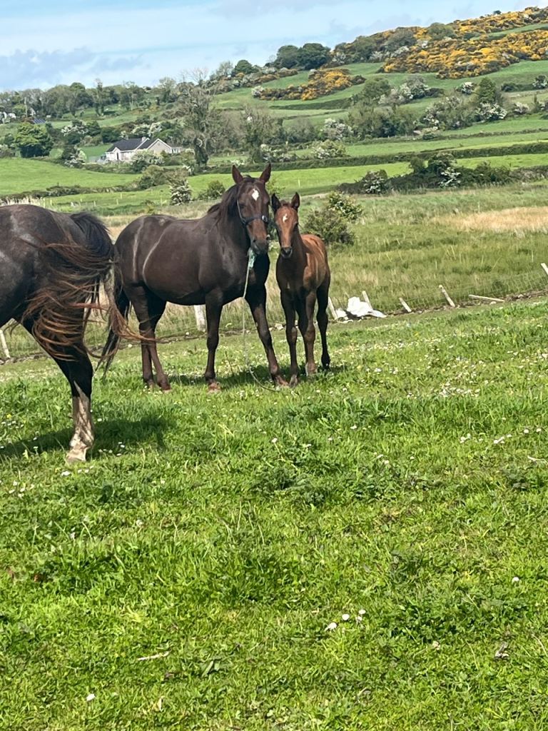 Horse and Foal For Sale 