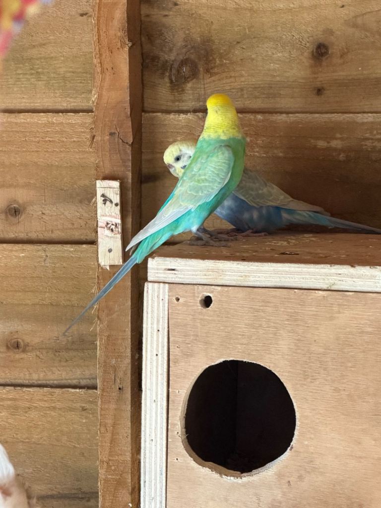 Cockatiel, budgies and canaries 
