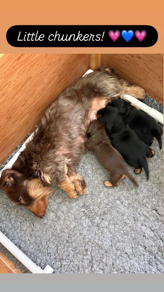 Stunning litter of Miniature Silky Wire Haired Dachshunds 