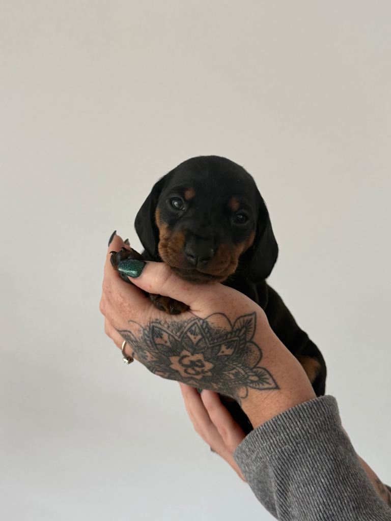 Miniature Dachshund puppies 