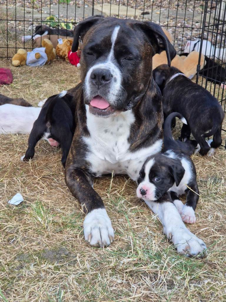 Boxer puppies, flashy brindle, white, tan, dark brindle
