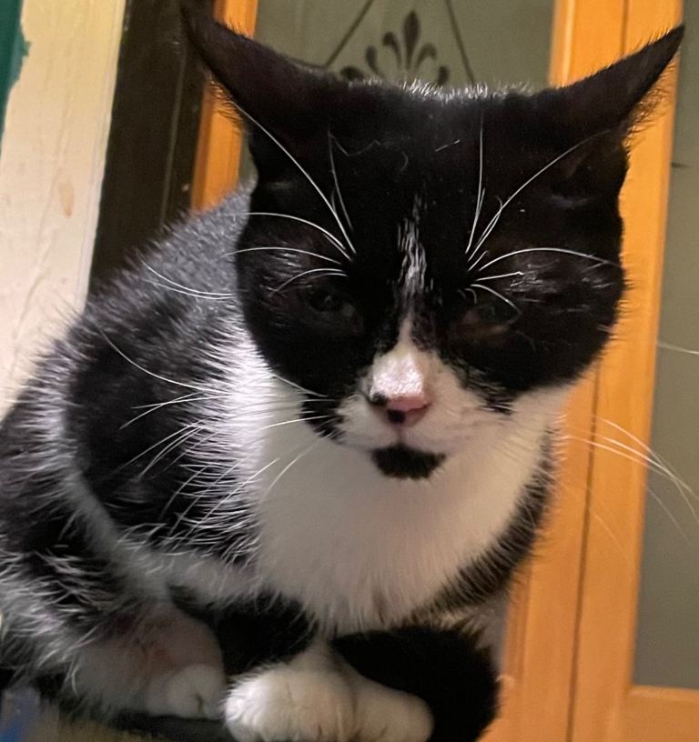 Female cat