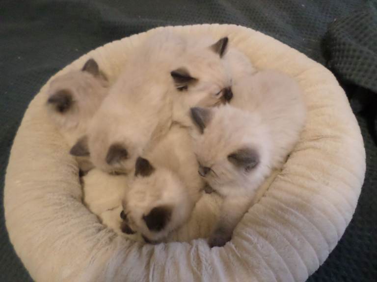  Purebred Ragdoll kittens
