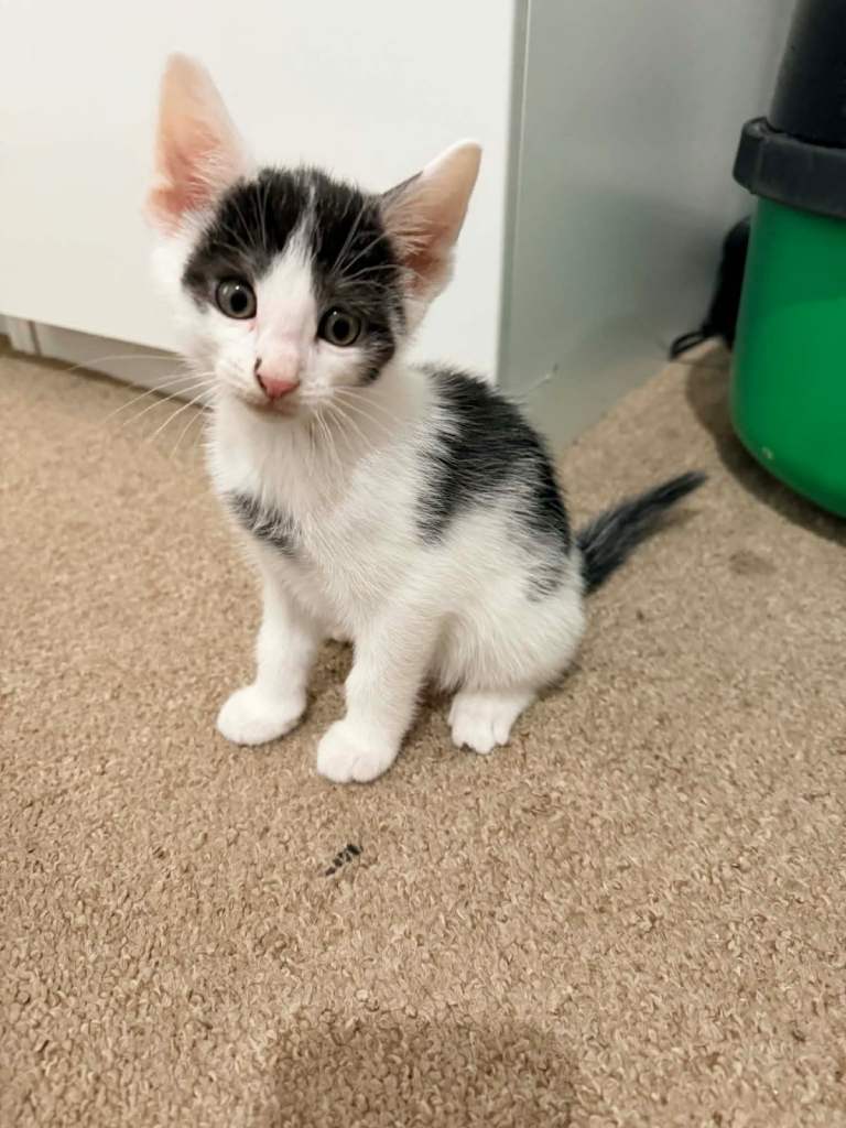Kittens 