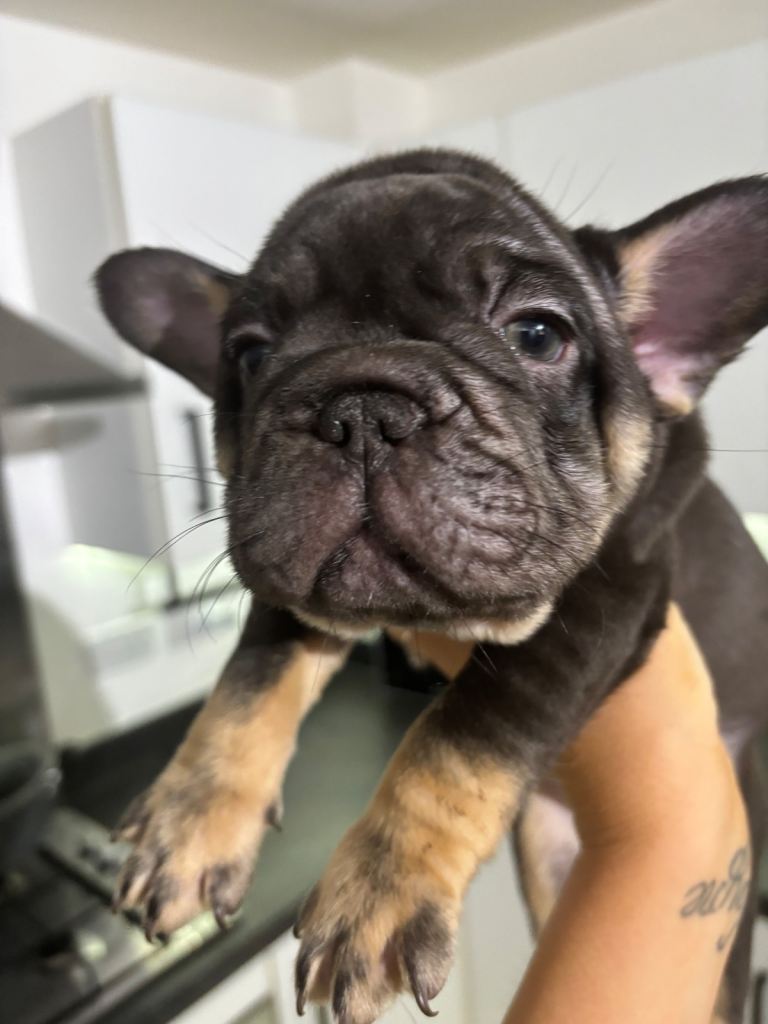 French Bulldog puppy - Male