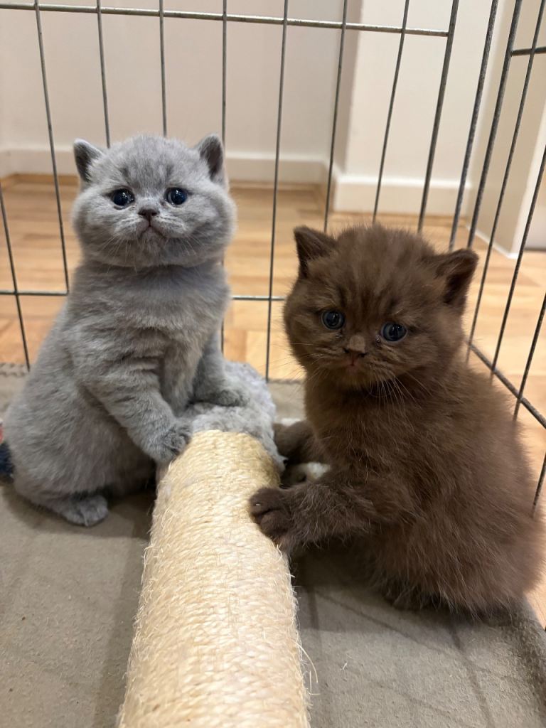 GCCF Pure Pedigree British Shorthair - Top Quality