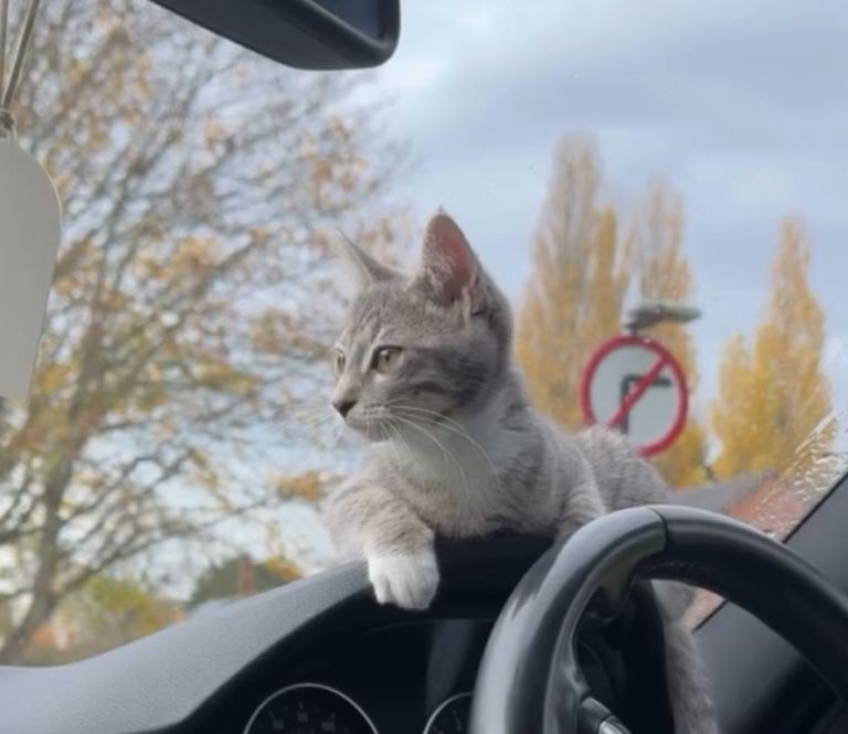 Beautiful Grey Tabby x Ragdoll Kitten 