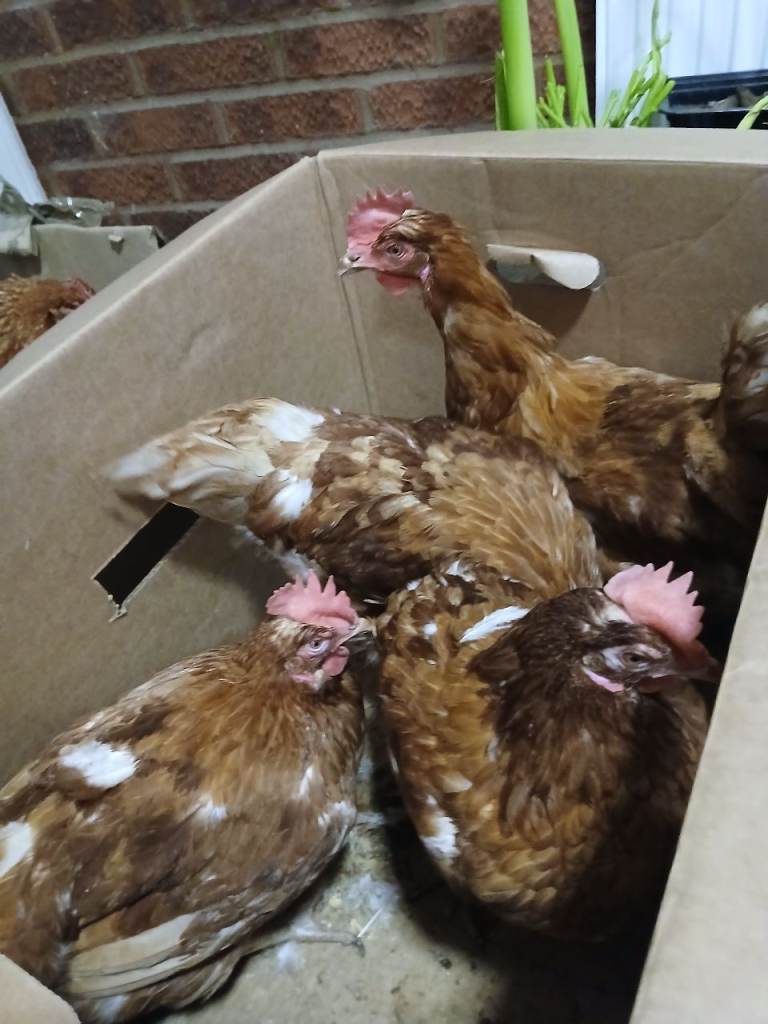 Selling laying chickens.