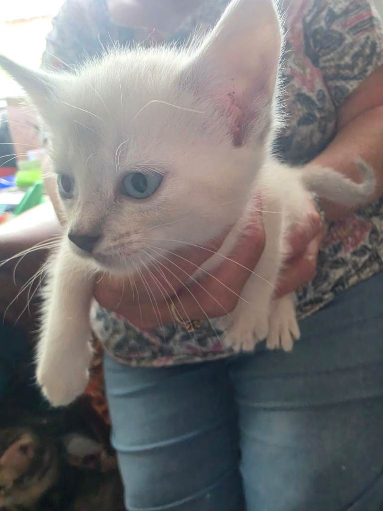 3 x kittens for sale please see listing for prices