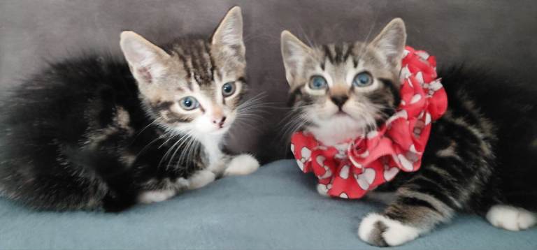 2 kittens, 1 Male 1 Female