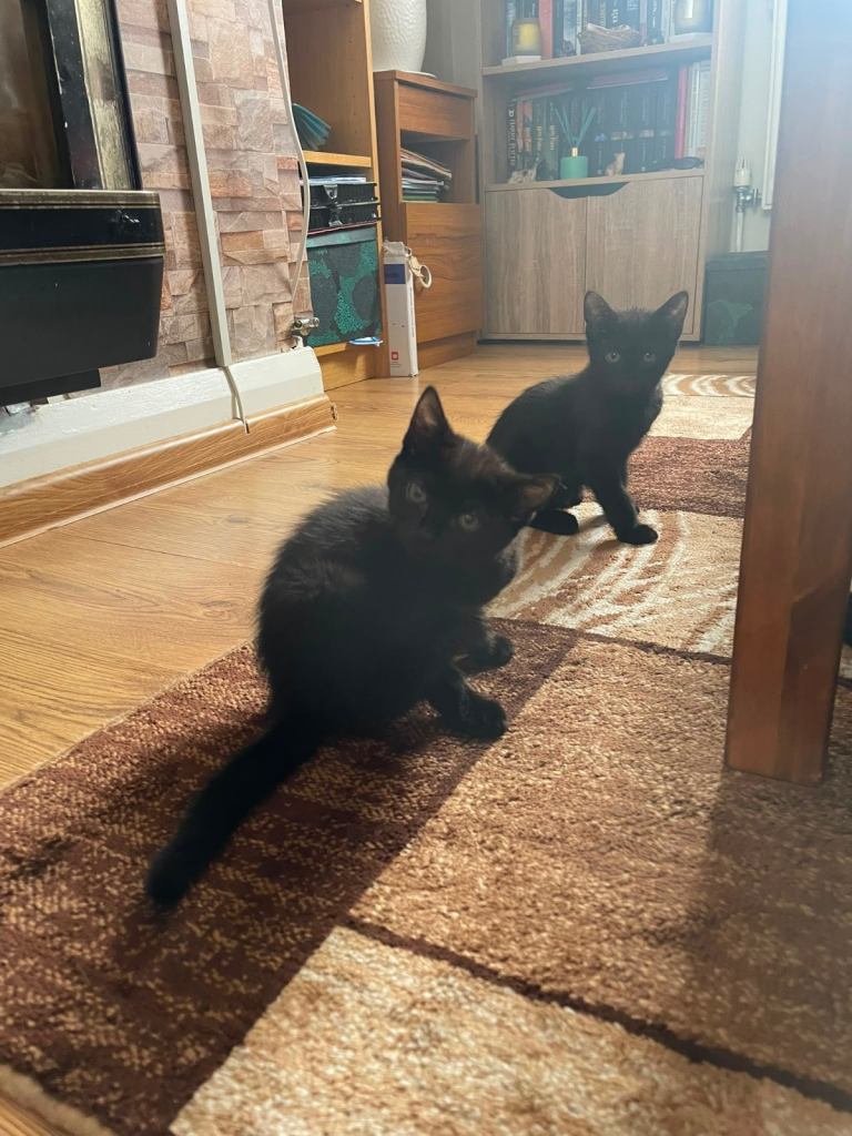 Lovely kittens - 1 boy and 1 girl still available.Ready now 