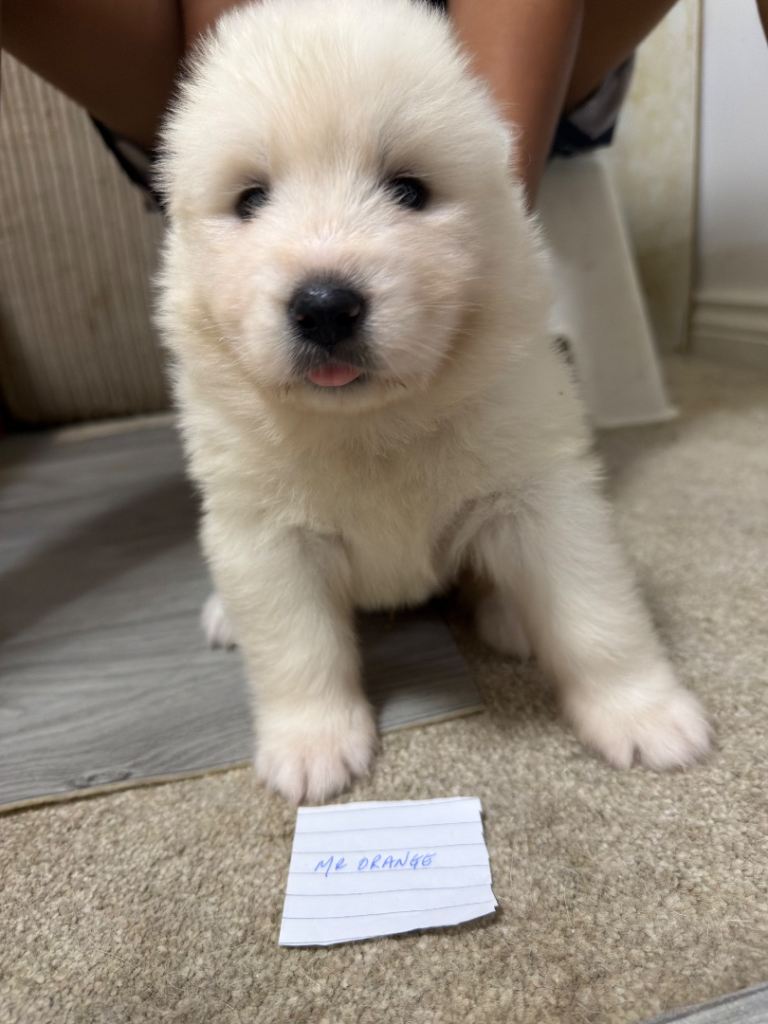 Samoyed pups