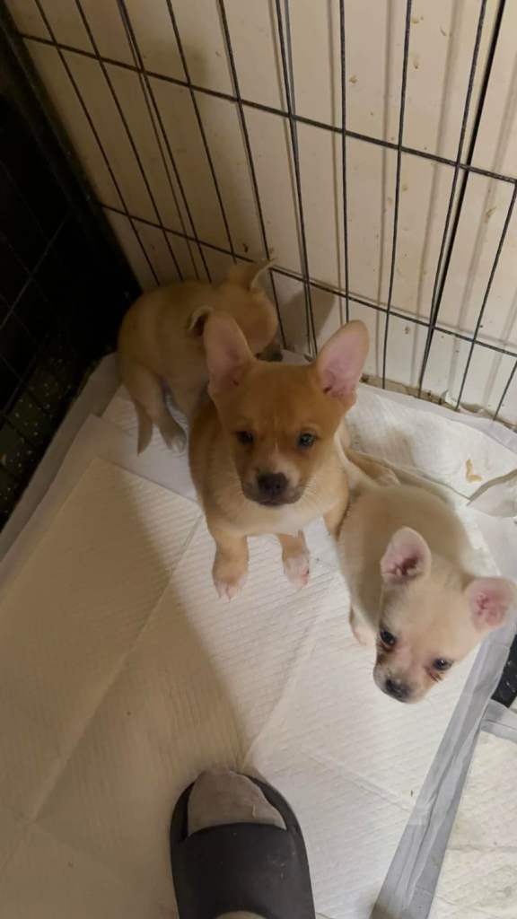 Stunning French bulldog cross pomeranian pups