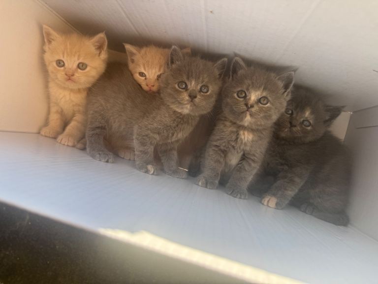 Beautiful Persian x Russian Blue British Shorthair Kittens