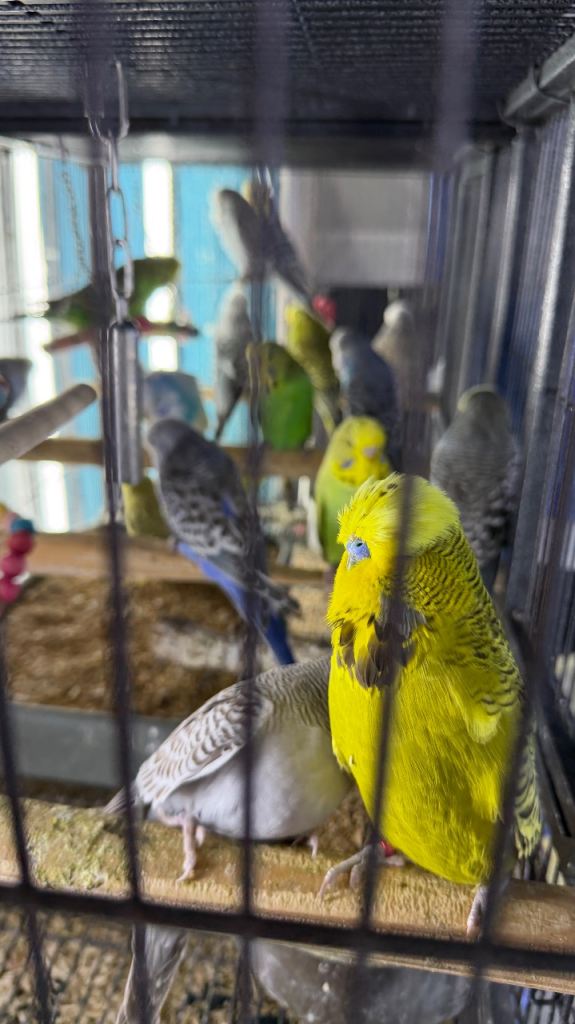 Budgies 