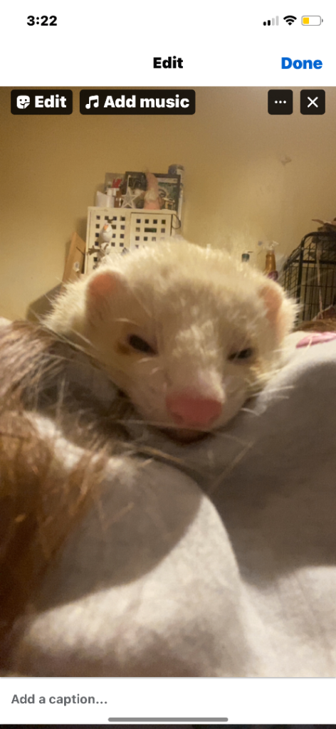 2 male ferrets 