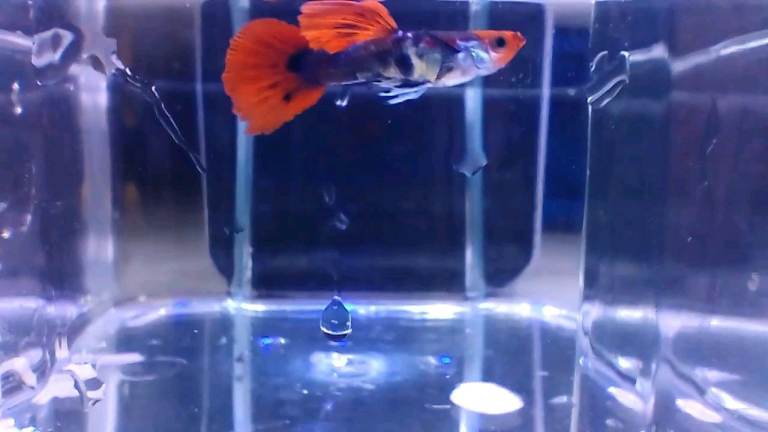 Quality Assorted Guppies and Swordtails