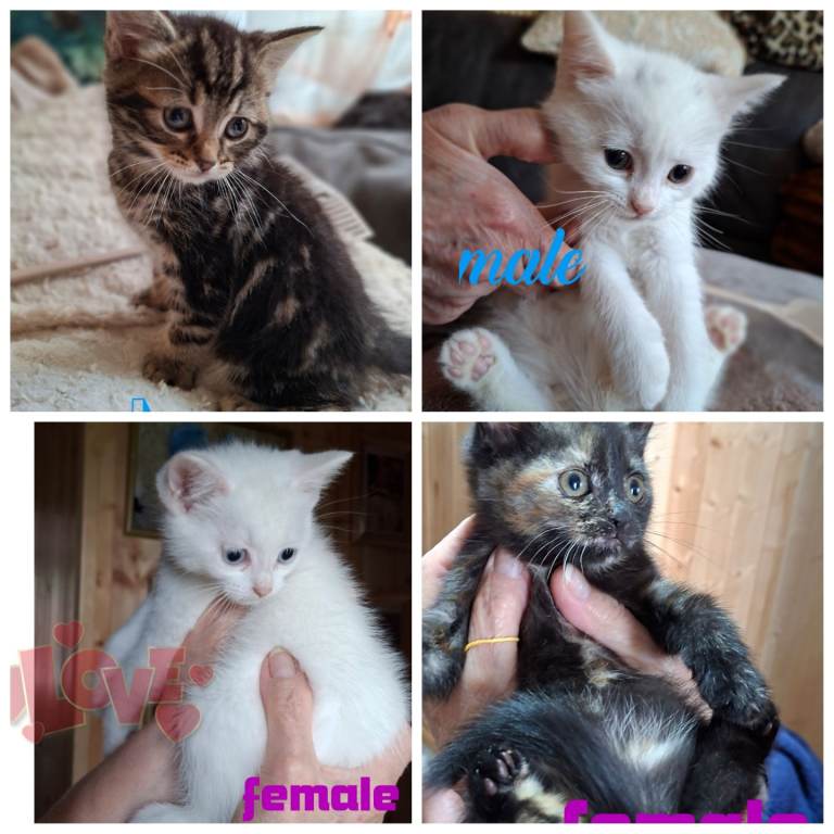 4 Kittens, mum half Persian mixed £90, OLDHAM