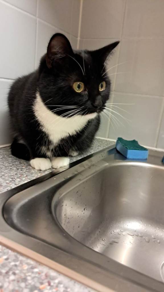 Cat for rehoming 