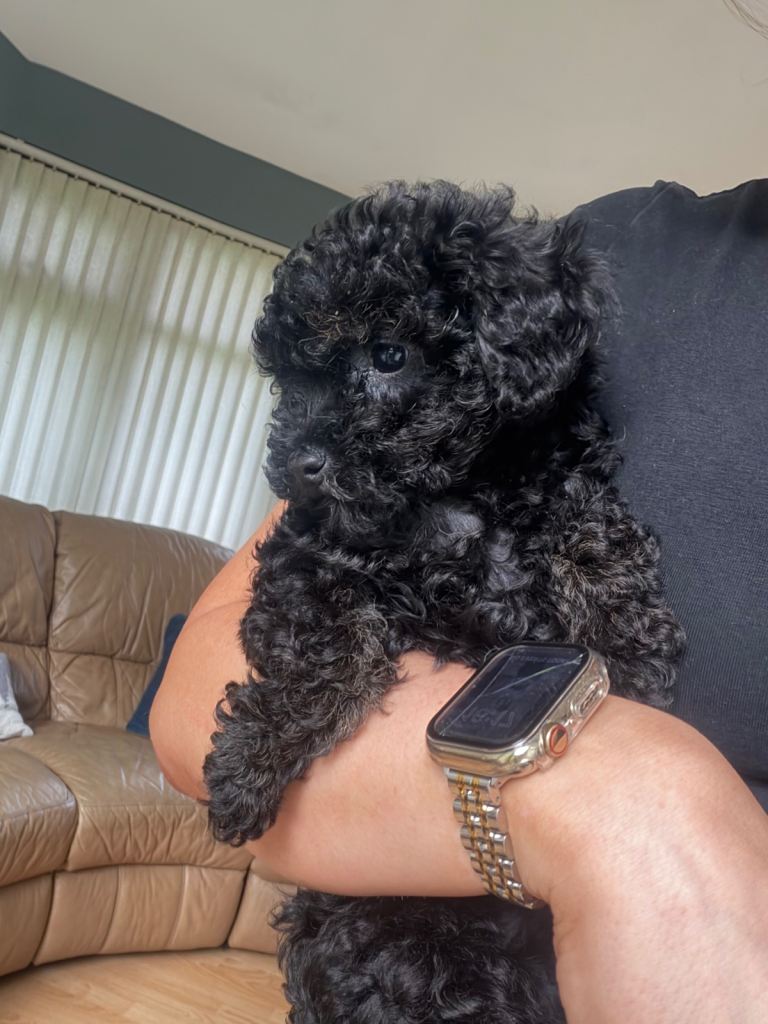 Toy female Poodle puppy 