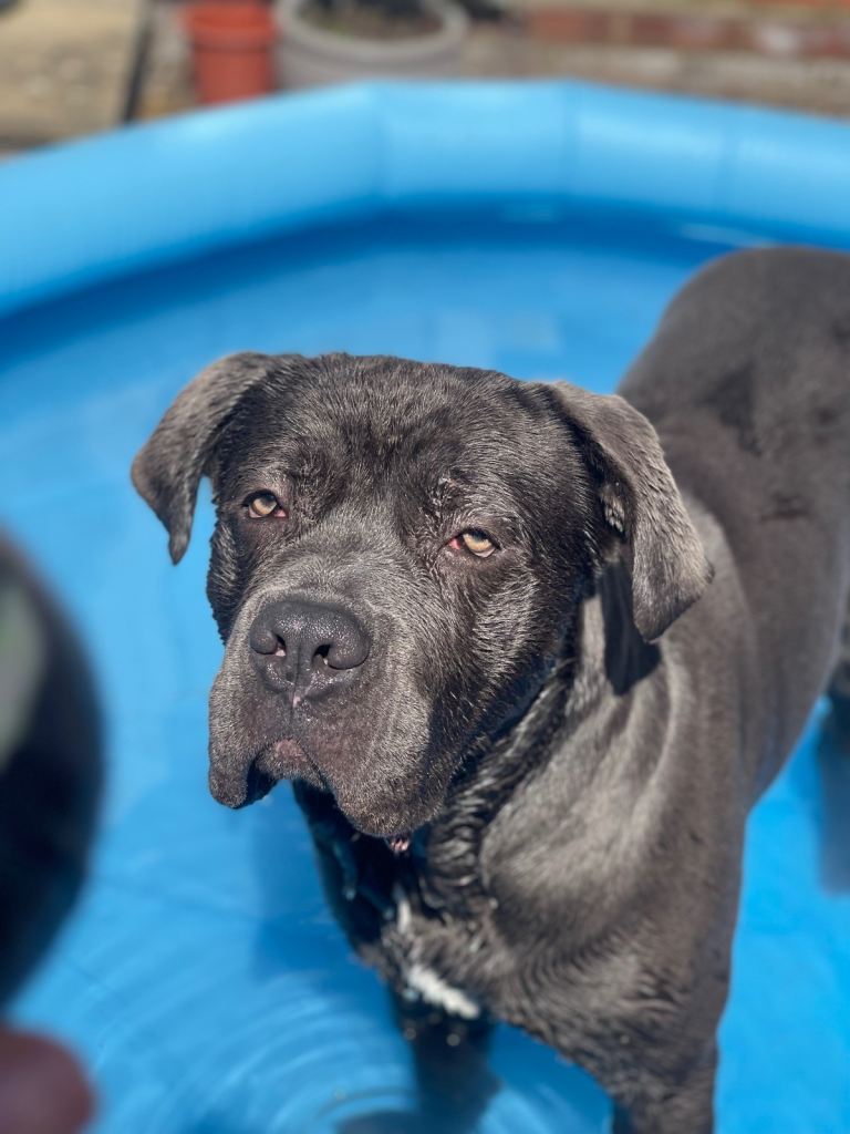 Cane corso 