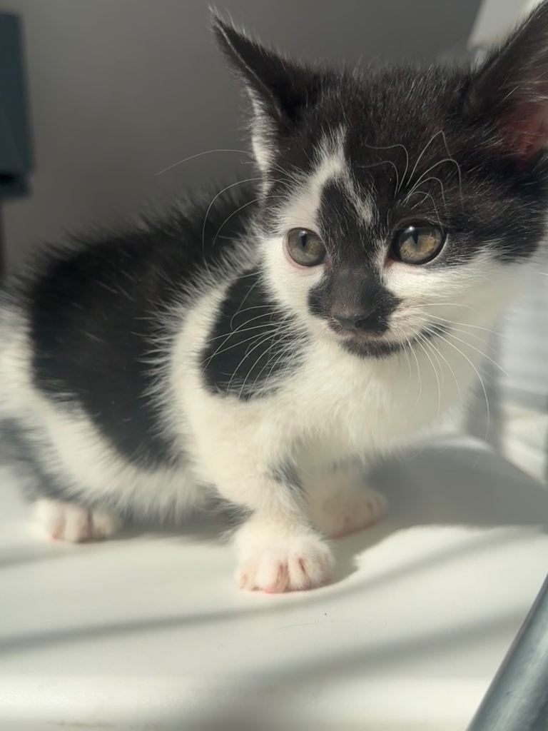 BEAUTIFUL KITTEN NEEDS A FOVER HOME ASAP!!!