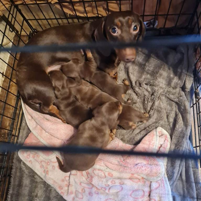 Miniature daschunds x3 isobella lines