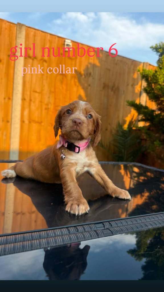Beautiful Cocker Spaniels puppys
