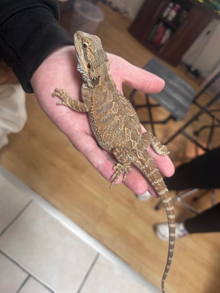 Bearded Dragon with complete vivarium setup