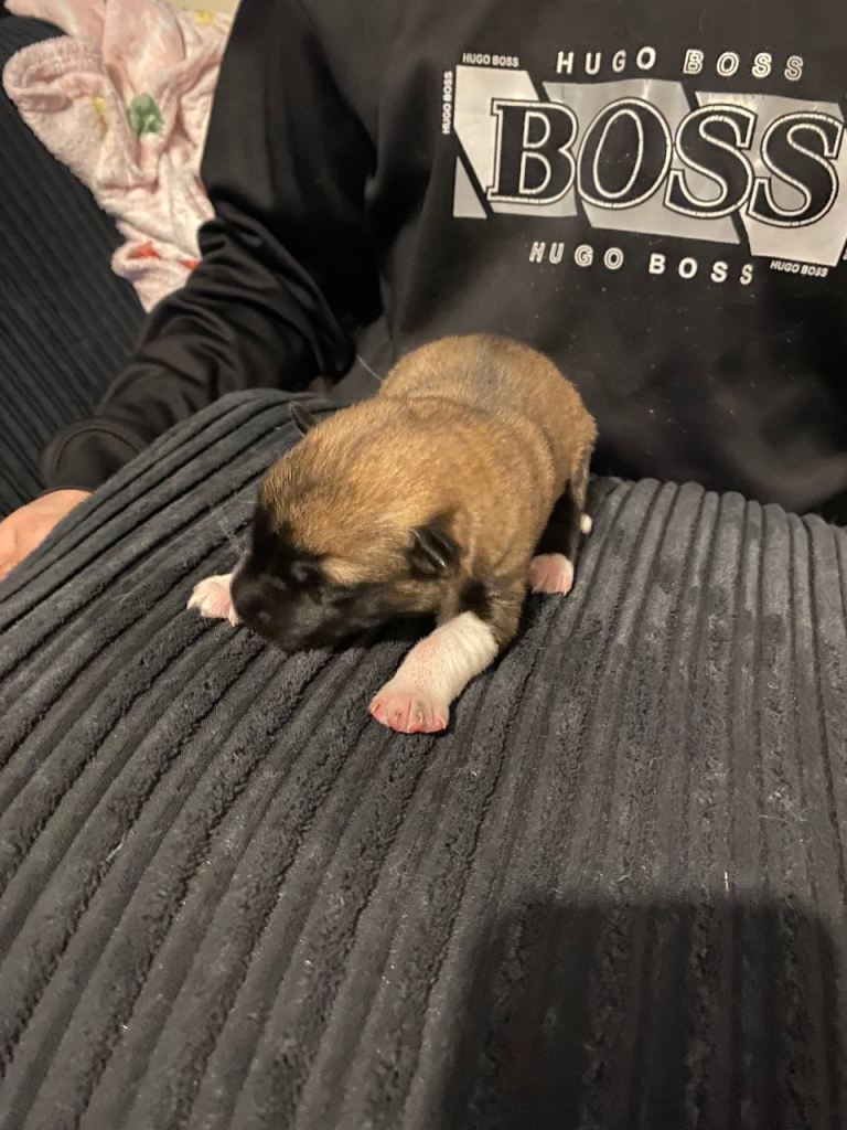 Gerberian Shepsky puppies 