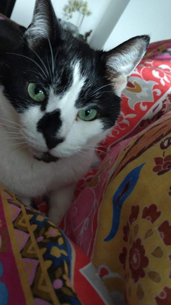 Meet Rocky:  Unique Personalities Seeking New Homes