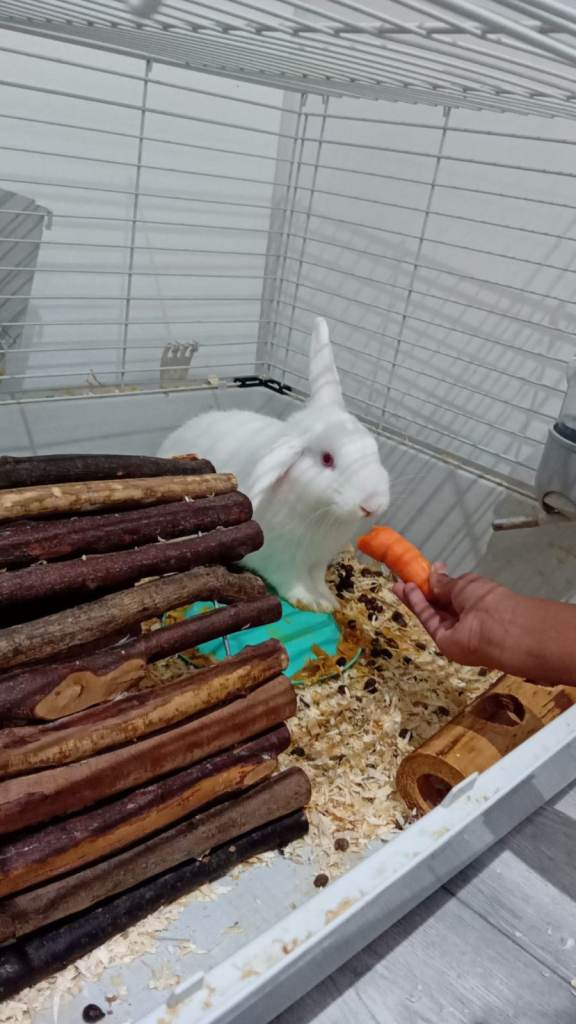 two Lovely Rabbits – Snowball & Summer –to a Good Home 🐰