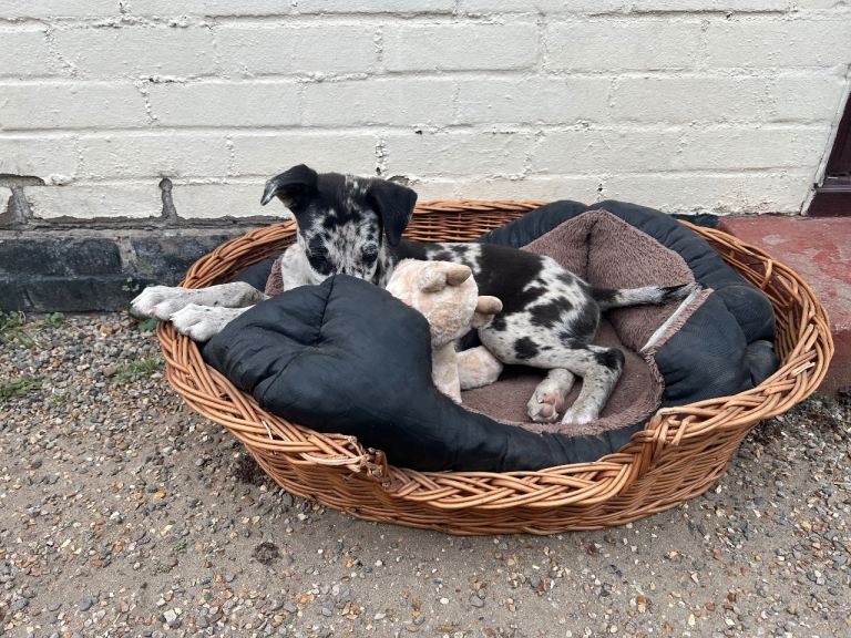 Collie x greyhound puppy