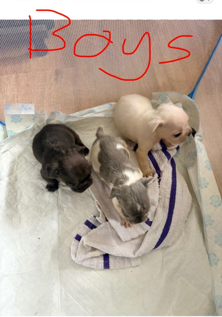 FRENCH BULLDOG PUPPIES FOR SALE FROM £1800. 