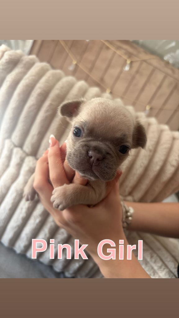 French Bulldog Puppies 
