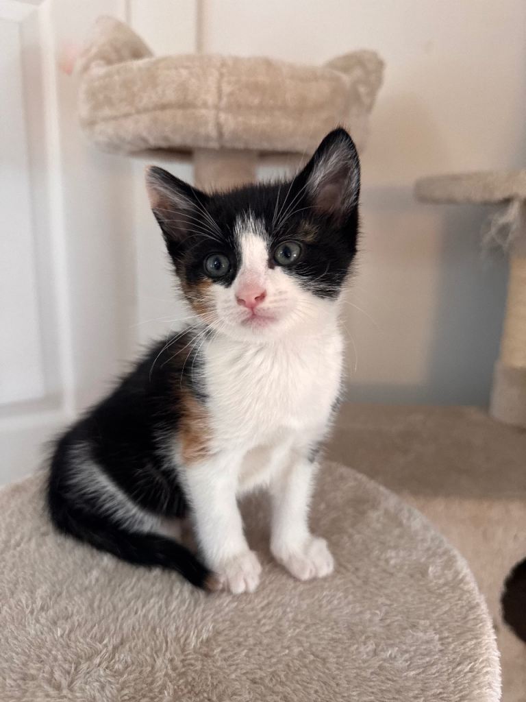 Gorgeous Calico Kitten