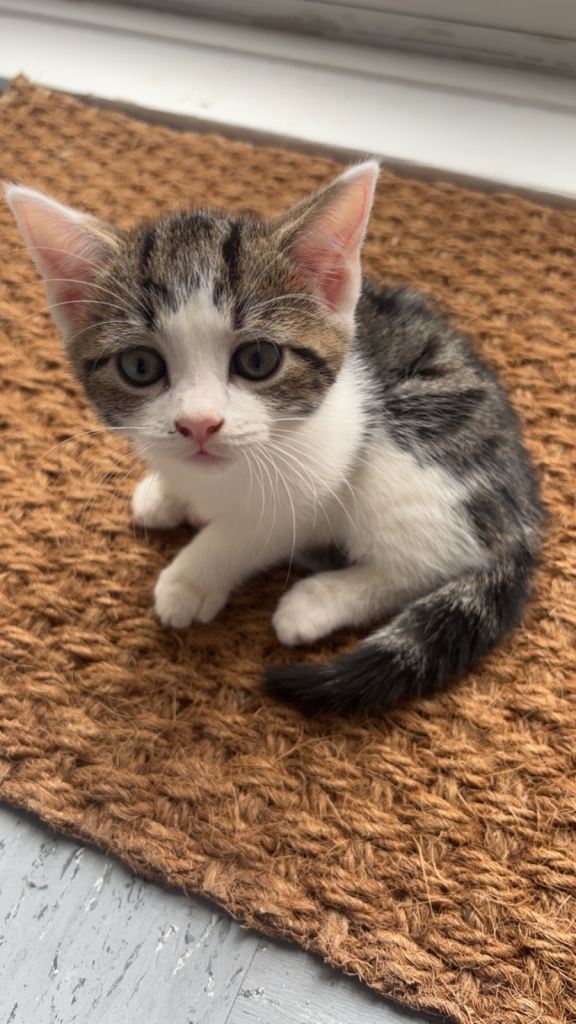 Kittens  