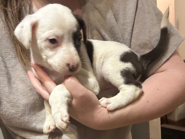 Dalmatian X German Shepherd 