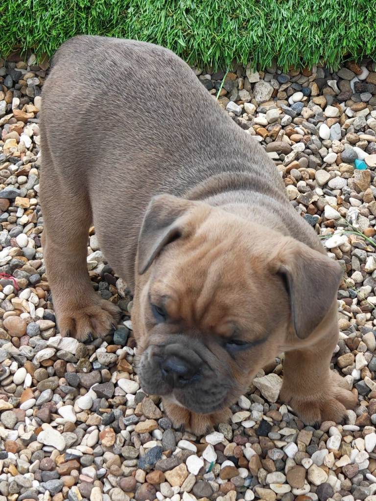 English bulldog x standard American bully 
