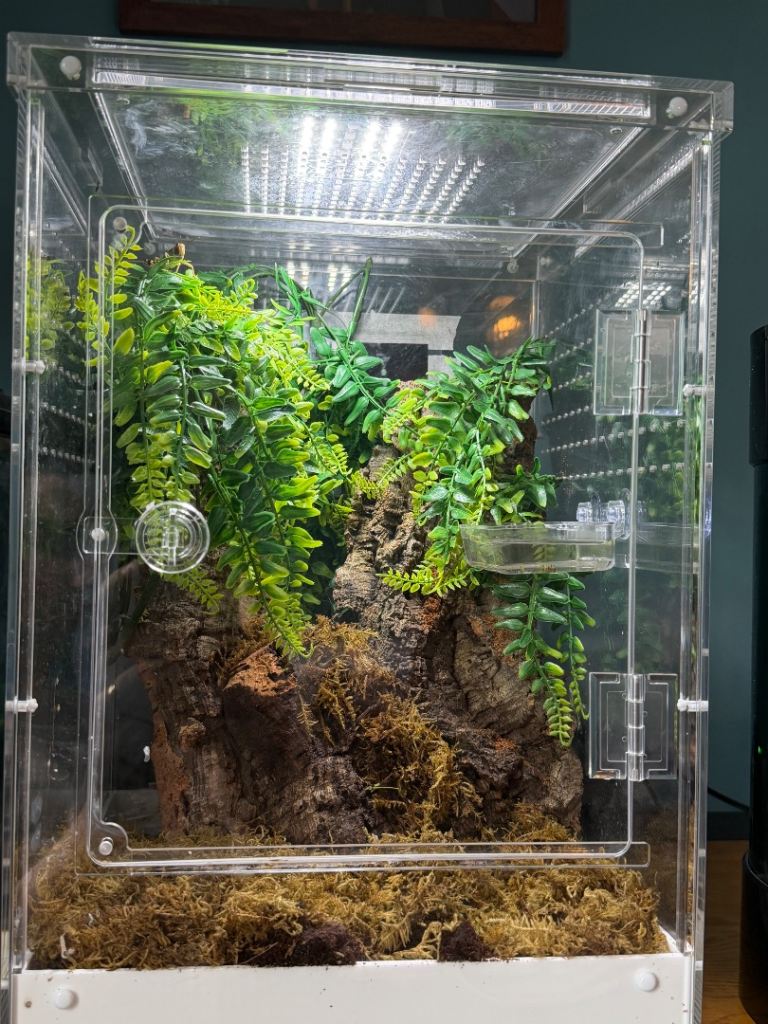Swell arboreal spider terrarium