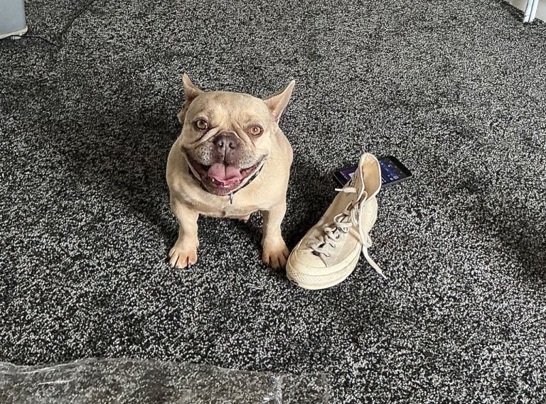Young French Bulldog 