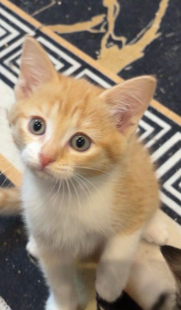 Fluffy Maine coon mix kittens