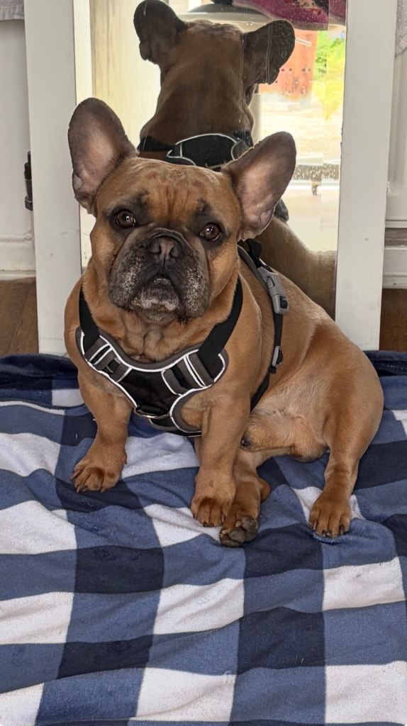 French bull dog needing new home