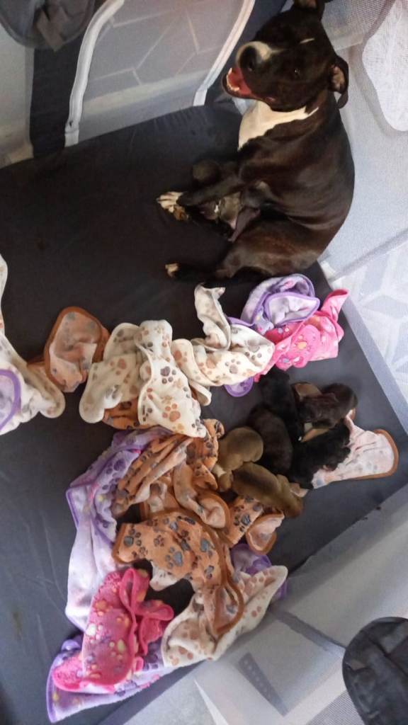 Staffy puppies for sale 