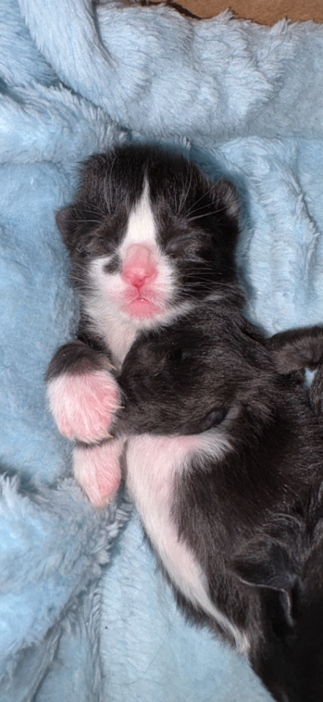 9 Beautiful Kittens for sale